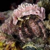 crab_hermit_crci_mb_h_0096_png1884.jpg